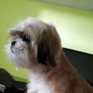 Meet your Posher, Carol